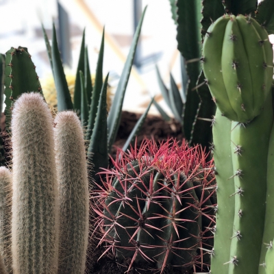 Cactus tuin