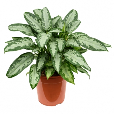 Aglaonema jubilee