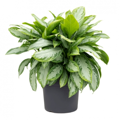 Aglaonema silver bay