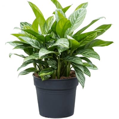 Aglaonema stripes