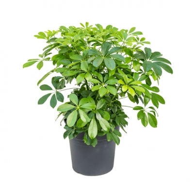 Schefflera arboricola