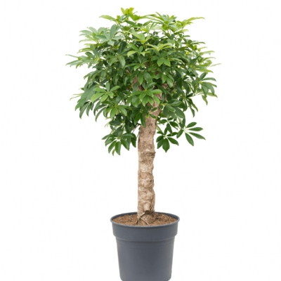 Schefflera arboricola