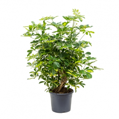 Schefflera gold capella