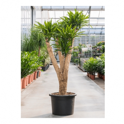 Dracaena riki