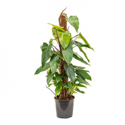 Philodendron emerald