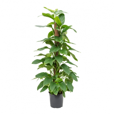 Philodendron guttifero