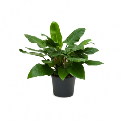 Philodendron imperial