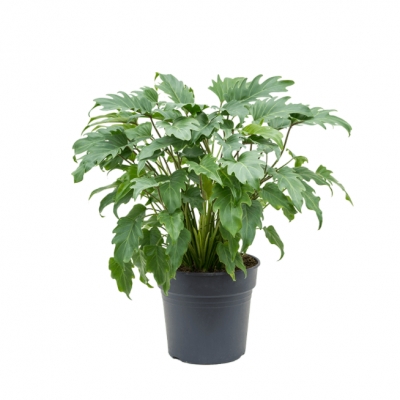 Philodendron xanadu