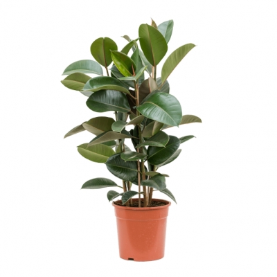 Ficus elastica robusta