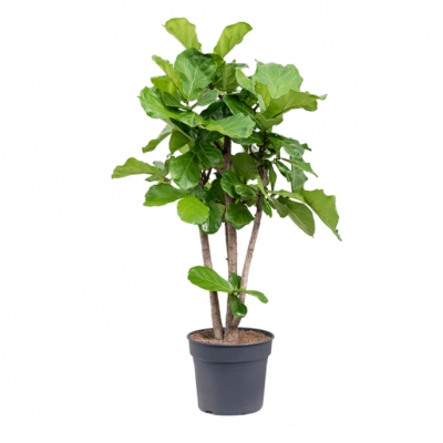 Ficus lyrata