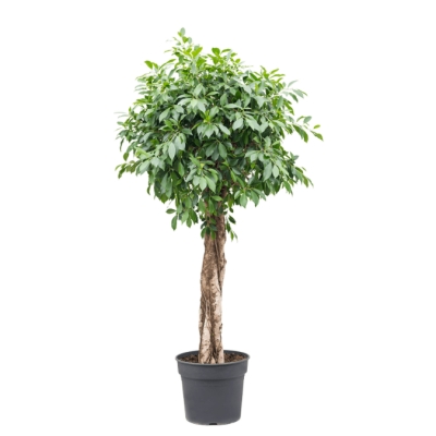 Ficus nitida