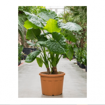 Alocasia macrorrhiza