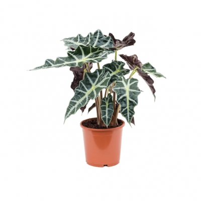 Alocasia polly