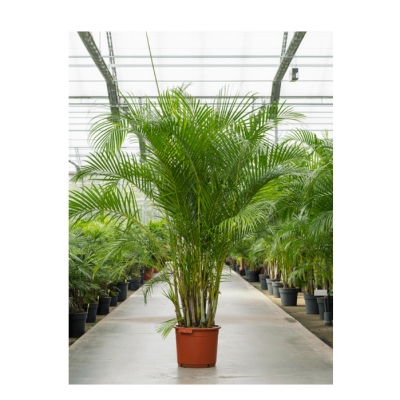 Palm areca