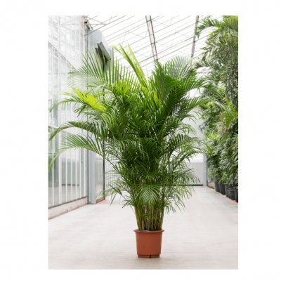 Palm areca