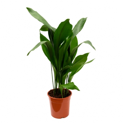 Aspidistra elatior