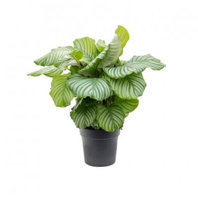 Calathea orbifolia