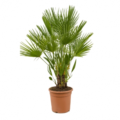 Chamaerops humilis