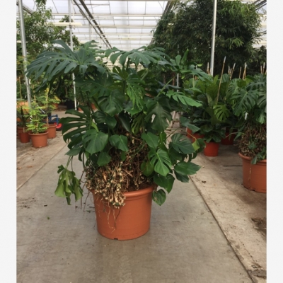 Monstera deliciosa