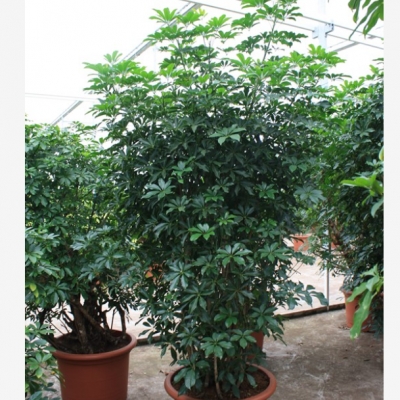 Schefflera arboricola