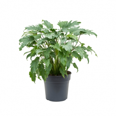 Philodendron xanadu